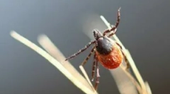 A tick-borne encephalitis szenvedélyes és hordozói